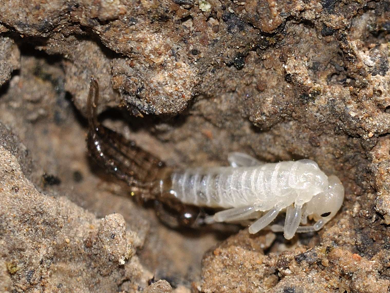 Muta di Forficula auricularia